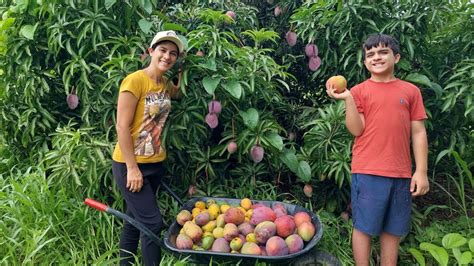 Temporada De Manga A Fruta Mais Esperada Do Ano YouTube