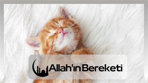 Rüyada Yavru Kedi Görmek Rüyada Büyük Kedi Görmek Allah ın Bereketi