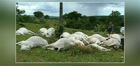 Fio de alta tensão cai em pasto e mata 19 vacas eletrocutadas em Goiás