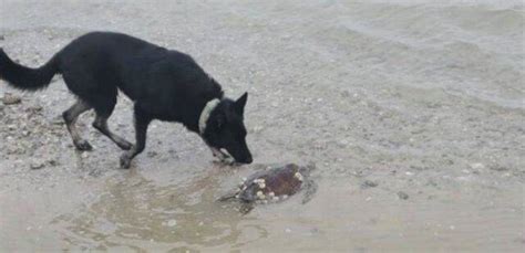 Saul Il Cane Eroe Che Ha Salvato Decine Di Tartarughe