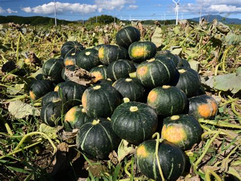 カボチャの栽培は意外と簡単！ 栽培方法と初心者におすすめの品種｜マイナビ農業