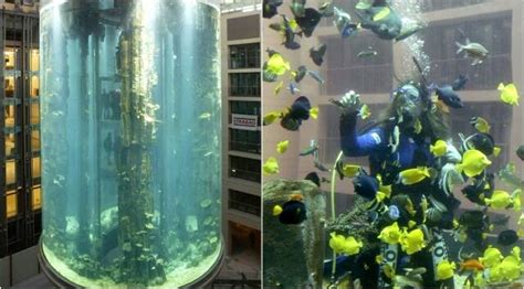 Huge Berlin Aquarium Housing 1500 Tropical Fish Bursts World News