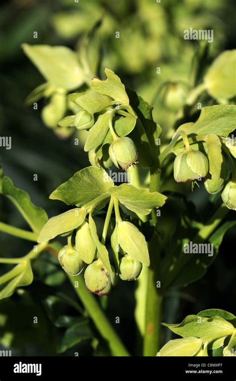 Helleborus Foetidus Stinking Hellebore Dungwort Bears Foot Flowers