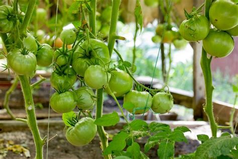 Warum Werden Tomaten Nicht Rot Das K Nnen Sie Tun