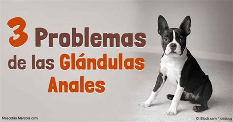 3 Problemas De Las Glándulas Anales Caninas