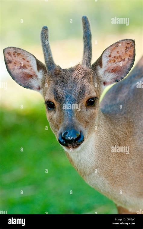 Red Brocket Deer Mazama Americana Pantanal Wetlands Southwestern