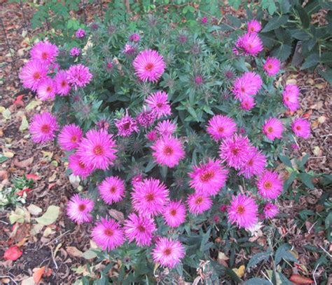 Aster Novae Angliae Vibrant Dome Pflanzen Kaufen Online