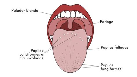 Qu Son Las Papilas En La Lengua Cuovadis