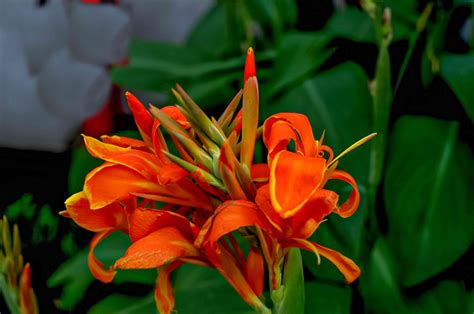 How To Grow And Care For Canna Lily