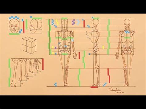 Human Body Proportions for Artists | Human body proportions, Human body ...