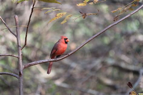 Vogel Kardinal Gefieder Roter Kostenloses Foto Auf Pixabay