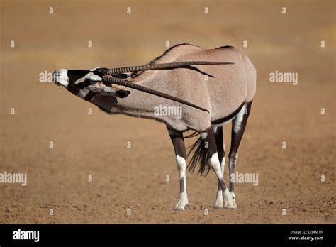 Gemsbok Antelope Oryx Gazella Kalahari Desert South Africa Stock