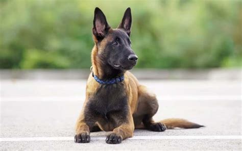 Belgian Malinois Dogs Breed Facts And Information