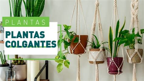 Plantas Colgantes Para Macetas Decora Y Aprovecha El Espacio