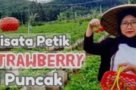 Serunya Libur Lebaran Ke Puncak Pass Farm Bogor Jawa Tengah