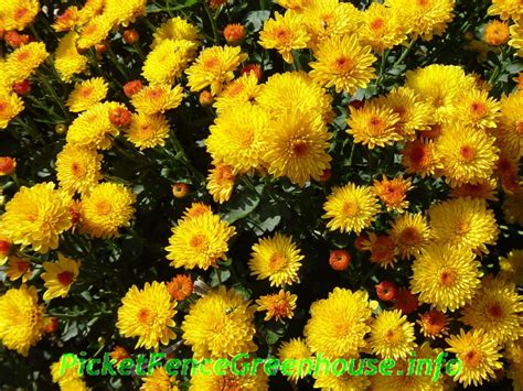 How To Grow Mums Nothing Fall Like Mums Also Called Chrysanthemum