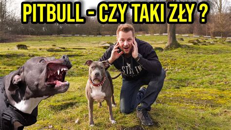 CIEKAWOSTKI O HODOWLI PITBULLA W DOMU YouTube