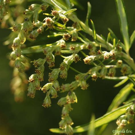 Larmoise Des Frères Verlot Artemisia Verlotiorum Quelle Est Cette