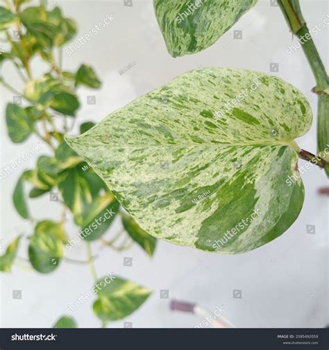 Pothos Type Plant That Commonly Used Stock Photo 2585492059 | Shutterstock