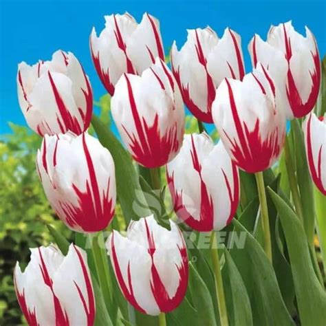 Holland Tulip Happy Generation Bulbs Plantshub