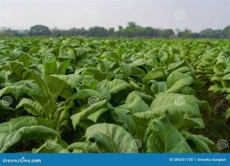 Tobacco Plant In Field Beautiful Background With Tobacco Garden