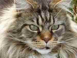 Long Haired Tabby Cat - Types, Breeds, Patterns