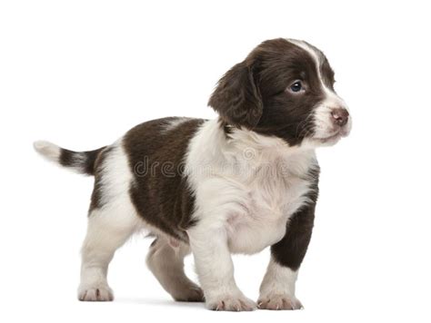 Perro De Aguas De Saltador Ingl S Semanas De Viejo Imagen De Archivo