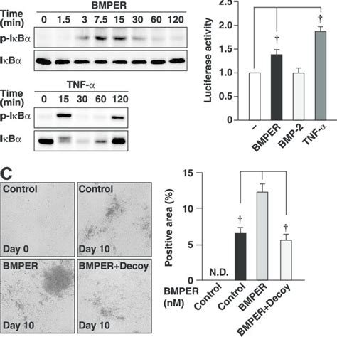 Involvement Of NF B In The Action Of BMPER A Phosphorylation And