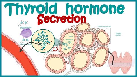 Thyroid Hormone Secretion Endocrinology Synthesis Of Thyroid