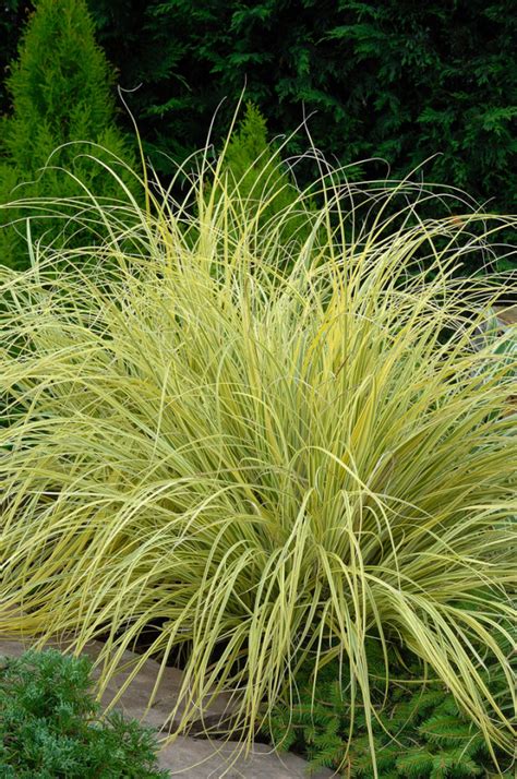 Cortaderia Selloana Splendid Star Appeltern Adventure Gardens