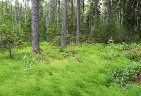 Kuva Korteikko Mets Luonto Luonnontilainen Hoitamaton Mets Luonto