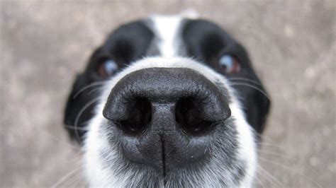 Is your dog sneezing all the time? Vet lays out possible causes and ...