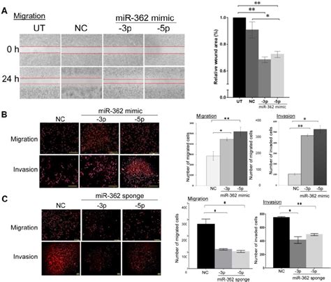 Mir 362 Promotes Cell Migration And Invasion In Vitro A Download Scientific Diagram