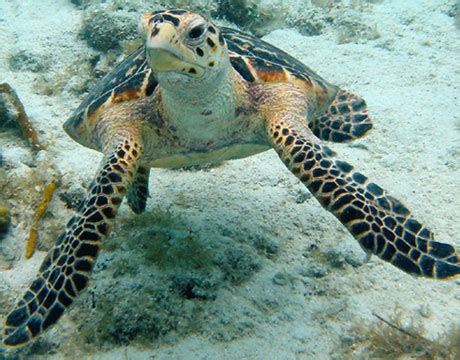 Hawksbill Sea Turtle