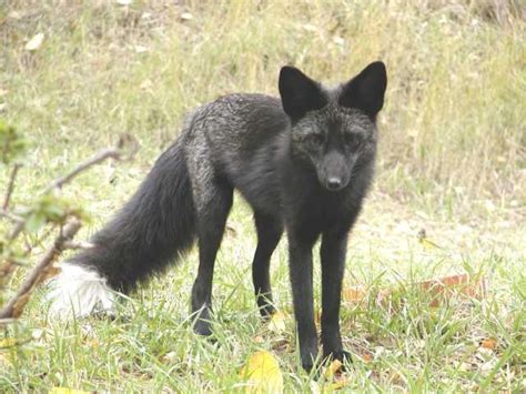 The Black Fox by FracturedReality on DeviantArt