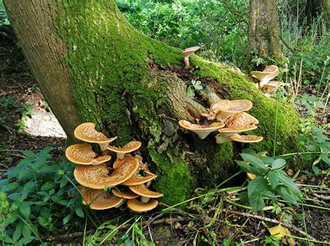 Oak Tree With Fungi [uk] Mycology