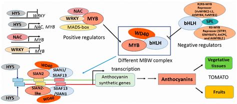 Ijms Free Full Text Light Induced Regulation Pathway Of Anthocyanin