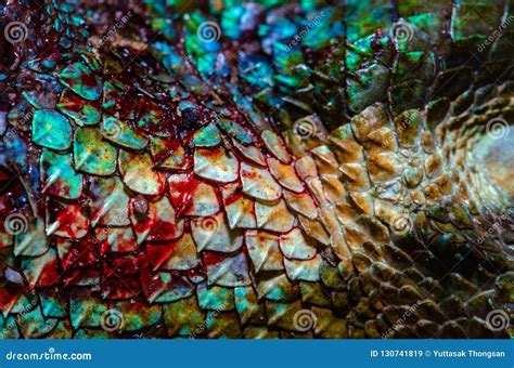 Close Up Real Chameleon Skin , Chameleon Injury Skin Texture for Your Design. Stock Image ...