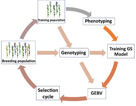 2 Major Steps Involved In Achieving Maximum Breeding Gain In Short Time