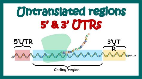 Untranslated Regions How 5 And 3 UTRs Regulate Transcription And