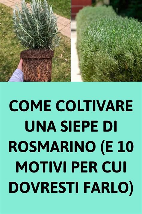 Come Coltivare Una Siepe Di Rosmarino E Motivi Per Cui Dovresti