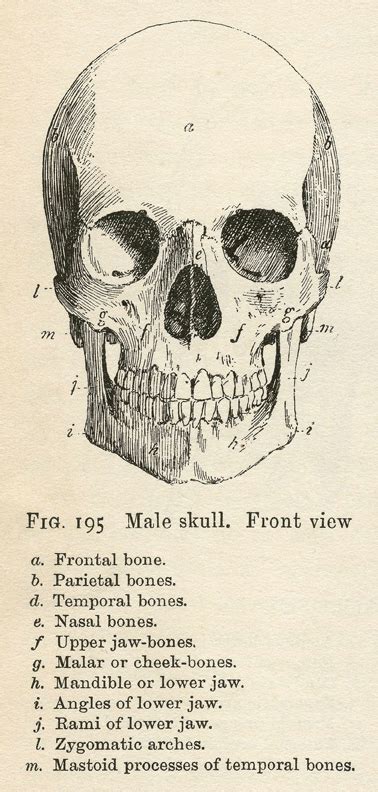 12 Skull Clipart: (Vintage Anatomy) - The Graphics Fairy