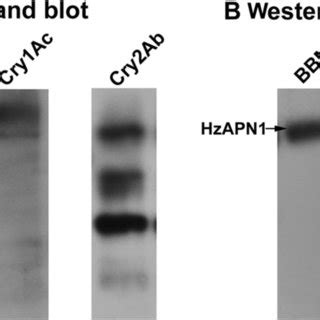 Ligand Blot Detection Of Cry1Ac And Cry2Ab Binding Proteins In H Zea