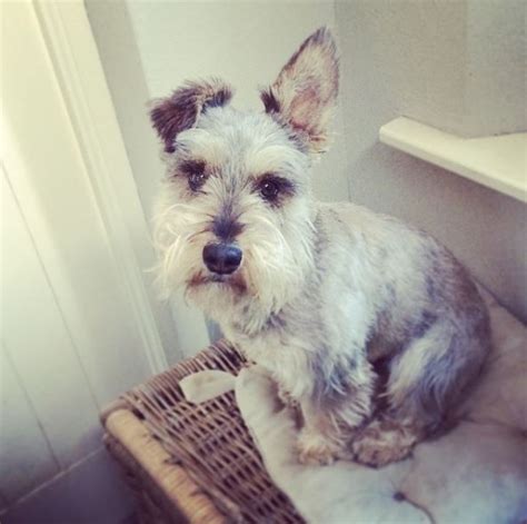 Jack Russell Miniature Schnauzer Mix: Jack Schnauzer Breed Guide ...