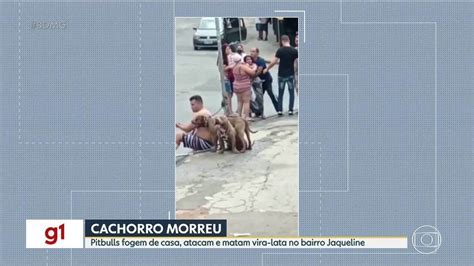 Pitbulls Fogem De Casa Atacam E Matam Vira Lata No Bairro Jaqueline