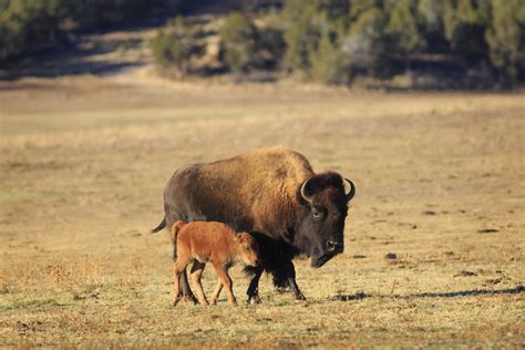 Our American Buffalo Meredibly Sarah Lacey Vigue