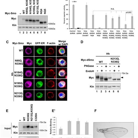 Identification Of Smo N Linked Glycosylation Sites A A Multiple