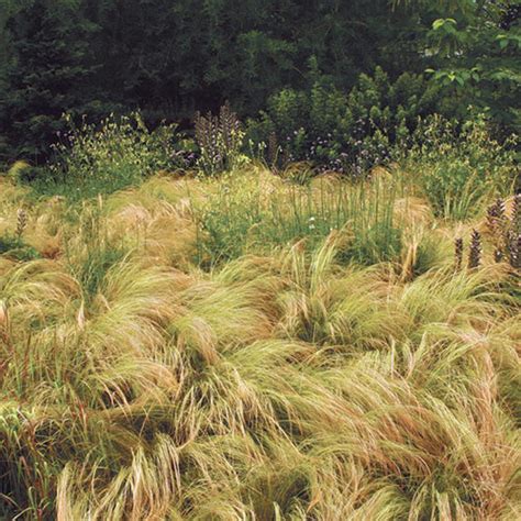 Autumn Moor Grass Fine Gardening