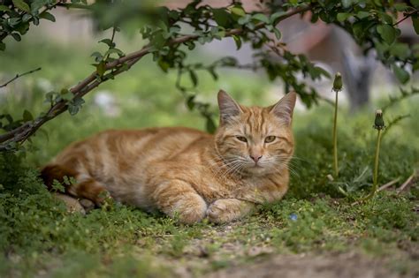 Gato Al Aire Libre Mascota Foto Gratis En Pixabay Pixabay