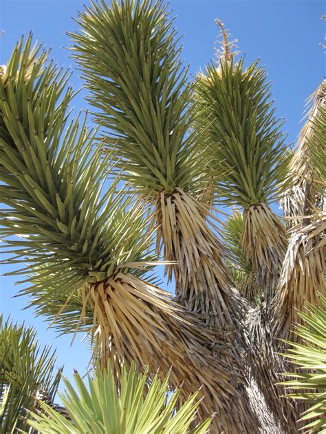 Cannundrums: Joshua Tree